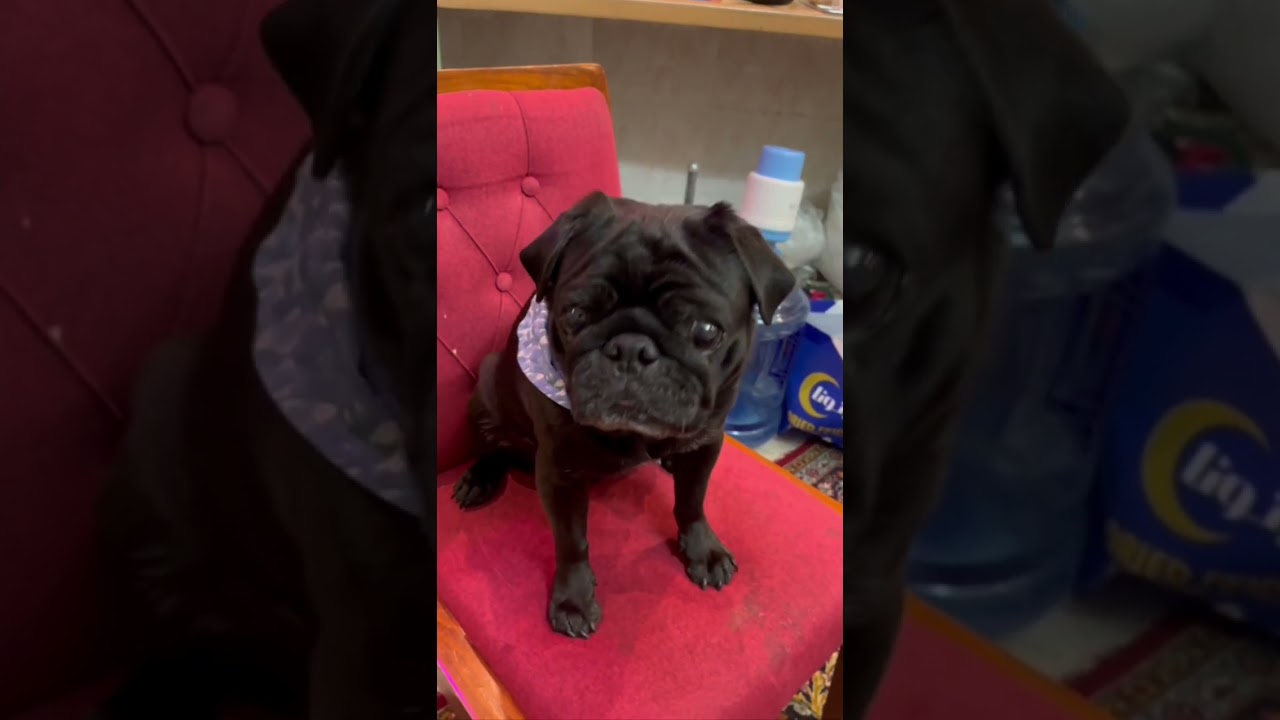 Cooking for My Pug: Easy and Healthy Dog Food Recipes 🥘🐾🐶