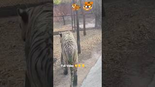 White Tiger 🐯 @ Nehru Zoological Park Hyderabad #nehruzoologicalpark #hyderabad #park #zoo #zoopark