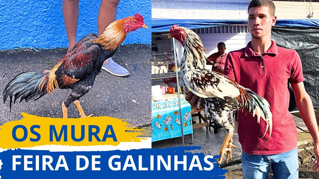 A MAIOR FEIRA DE GALINHAS DE ARAPIRACA TEM AVES MURA TRADICIONAIS DA CRIAÇÃO SEMPRE #sertanejo
