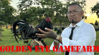 Lets Visit The Farm Of Golden Eye Gamefarm