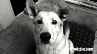Saturday with my Dog (from Classic Game Room) screenshot 3