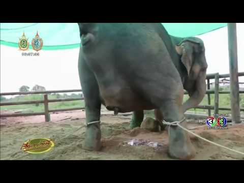 فيديو: هل الفيلة تبيض أم تلد؟