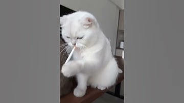 #funk #remix #music #playlist #cocomelon #likeandsubscribe #cat #song #coversong #dance