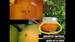 La mosca de la fruta (Ceratitis capitata)