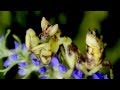 Creobroter pictipennis mantis, L4, feeding vid