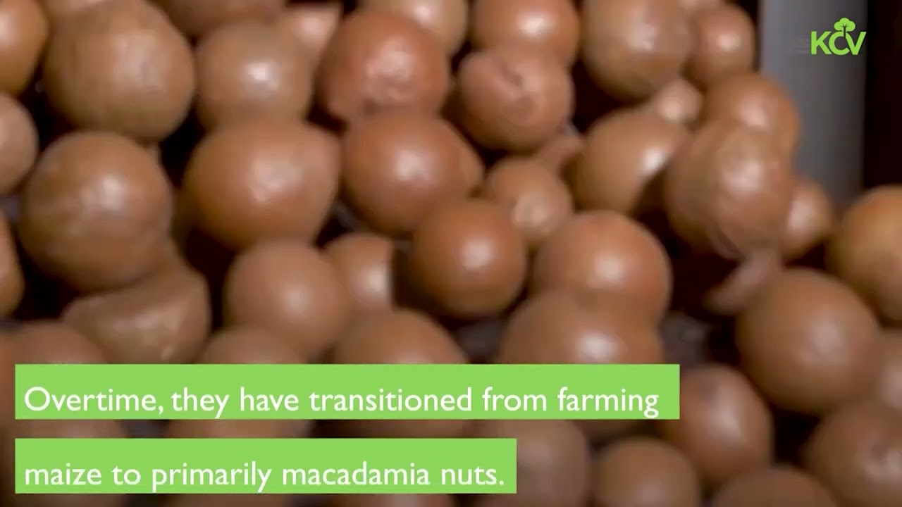 Macadamia farming in Kenya YouTube