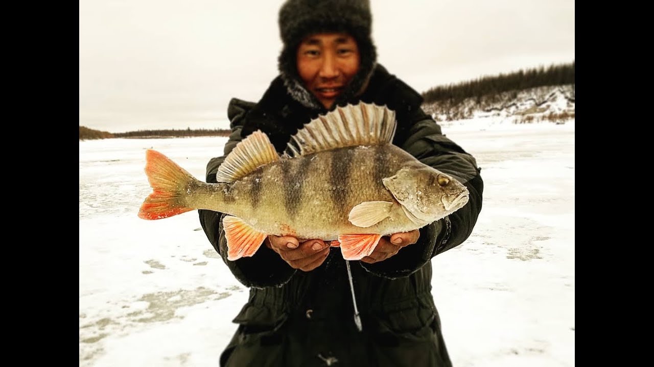 Утренний клев окуня Якутия Yakutia