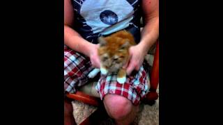 Блог кота Альфа. Приколы с рыжими котами 2015. Кот барабанщик. Шутки с котами. Блог кота Альфа. Приколы с рыжими котами 2015. Кот барабанщик. Шутки с котами.