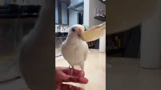 まろルクチャンネル｜オカメインコ “ ルク ” の日常。｜2025.06.05｜Shot On Apple iPhone 15 Pro Max｜#shorts