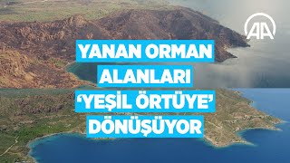 Yanan Orman Alanları Tamamen Yeşil Örtüye Dönüşecek