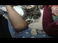 大好きなパパに添い寝するネコ♥嬉しくてゴロゴロ大爆音＆鼻息も荒い甘えん坊猫リキちゃん☆VX980M＆AX40で撮影【リキちゃんねる　猫動画】Cat videos キジトラ猫との暮らし