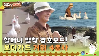 [TV 동물농장 레전드] 할머니 밀착 경호모드! 보디가드 거위 4총사! 풀버전 다시 보기 I TV동물농장 (Animal Farm) | SBS Story