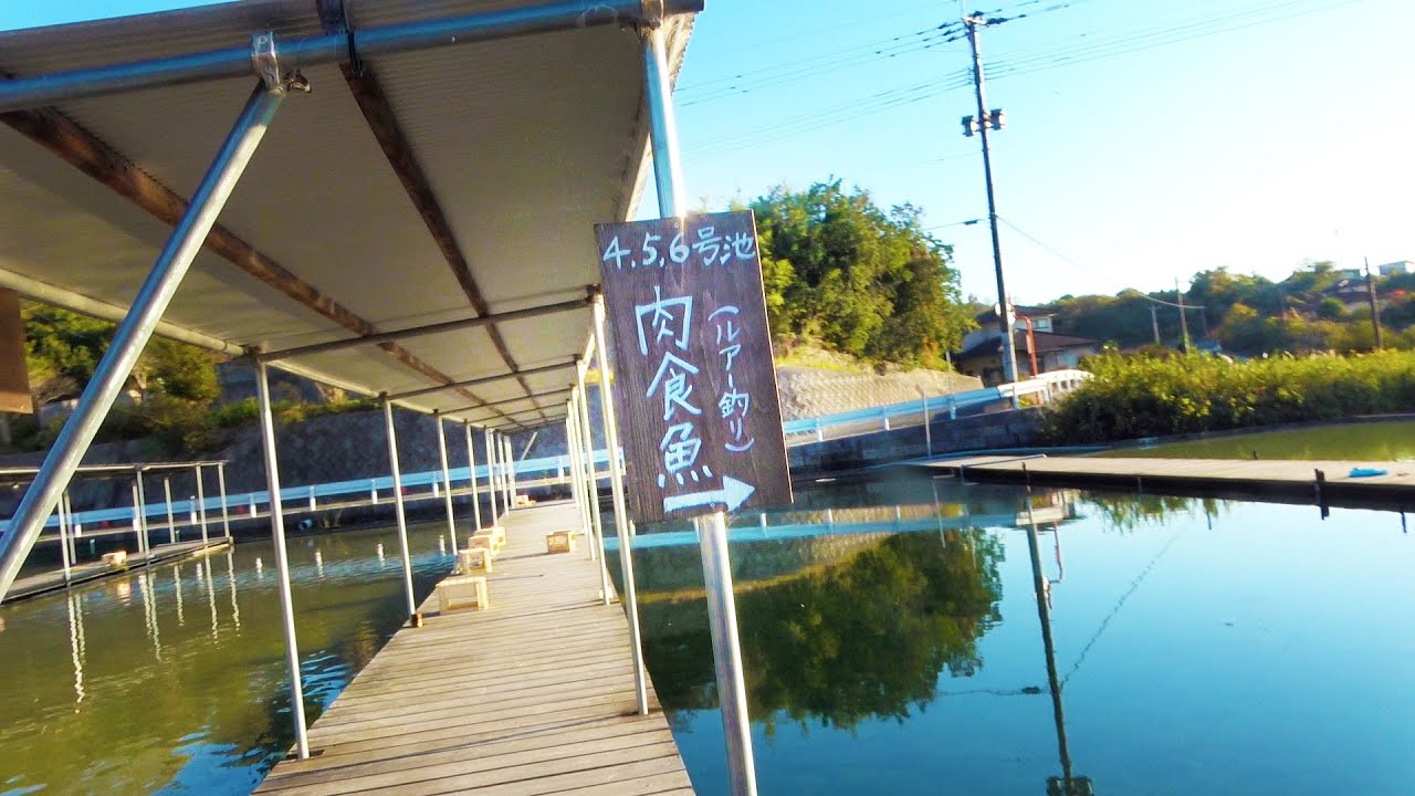 沖縄から飛行機で遠出して肉食魚のいる釣り堀行ってみた 山陰釣り新報