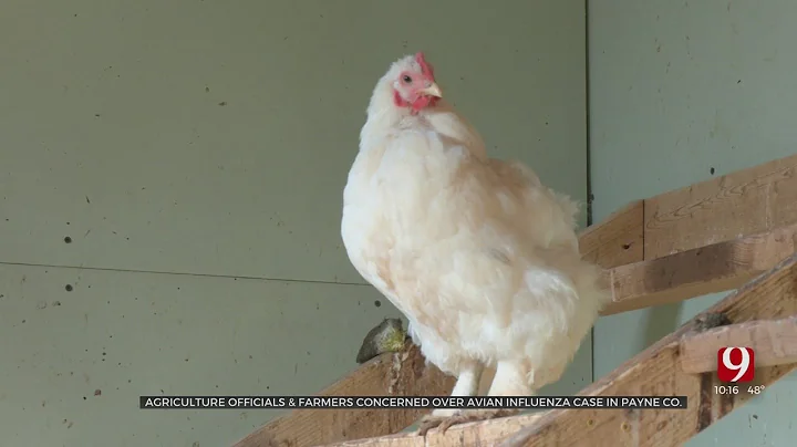Ag Officials, Poultry Farmers Voice Concern After First Case Of 'Bird Flu' In Oklahoma