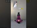 Four movements are practiced while lying down#Waistline#Abdominal muscles#S