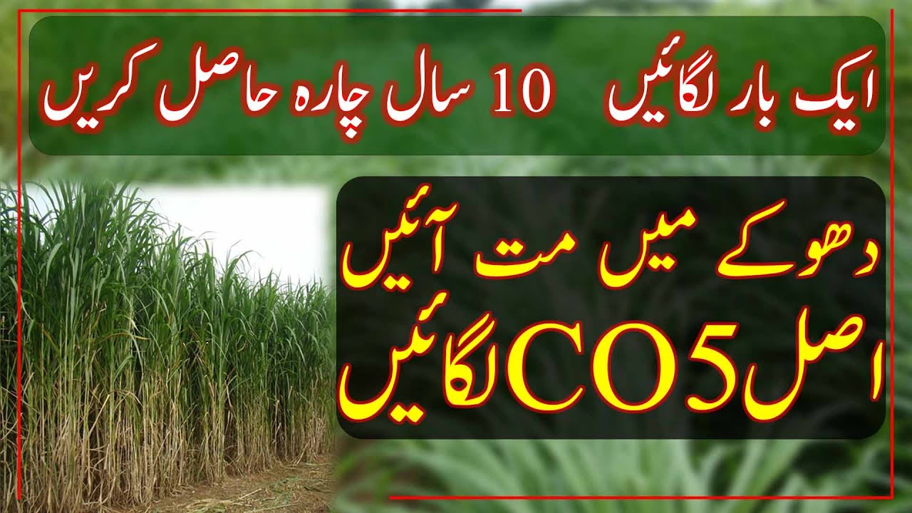 CO 5 Napier grass| Facts about Napier|How to grow napier grass|نیپئیر گراس لگانے کا عملی طریقہ جانئے