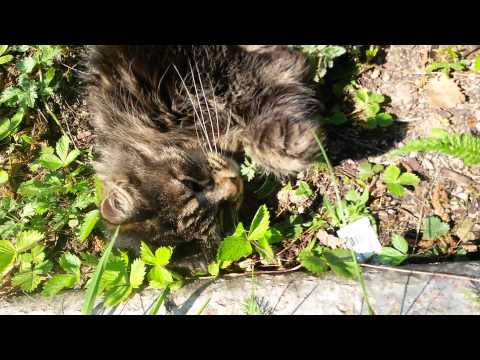 Video: Catnip (gräs) - Användbara Egenskaper Och Användning Av Catnip, Catnip Frön, Odling. Kattmynta, Fassena, Citron