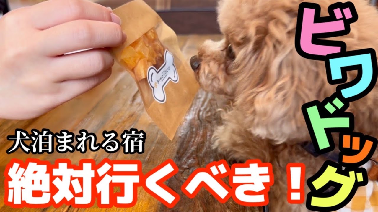 【愛犬と泊まれる宿★ビワドッグ】最高に楽しませて頂きました！！！