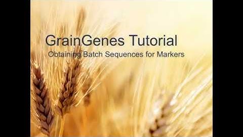 GrainGenes Tutorial: Obtaining FASTA Sequences from Markers