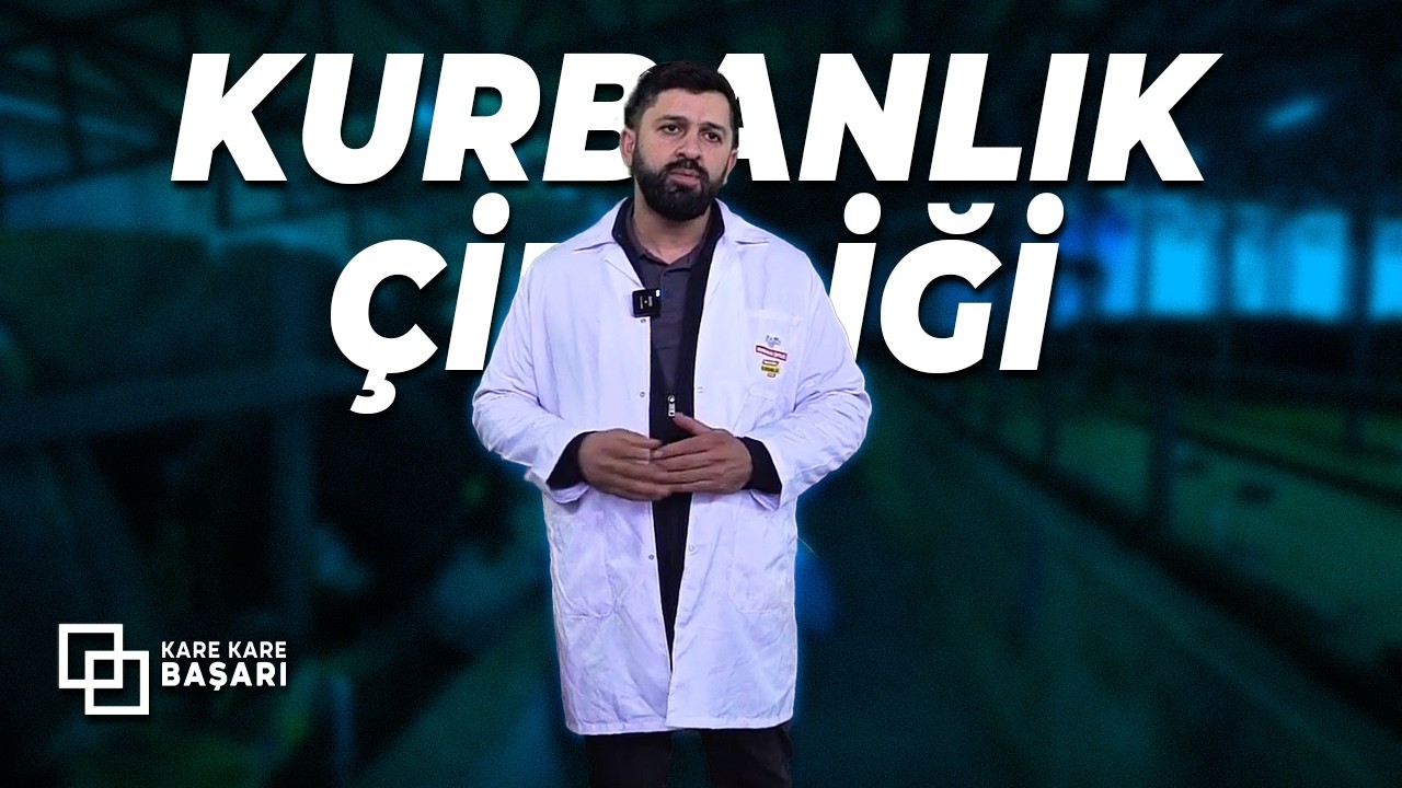 Kare Kare Başarı | Kurbanlık Çiftliği