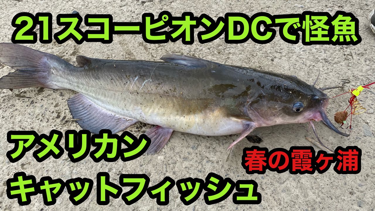 21スコーピオンDC で怪魚 アメリカンキャットフィッシュを釣ります