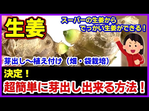 【生姜】超簡単に芽出しが出来る方法が決定しました！芽出しが成功するとその後がスムーズ！／スーパーの生姜からでっかい生姜が出来る！／芽出し～植え付け（畑・袋栽培）袋栽培のコツ／ショウガの育て方