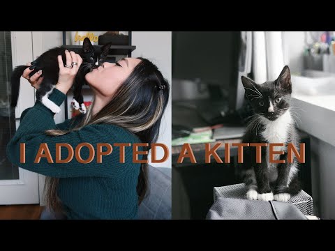 I ADOPTED A KITTEN | Name Reveal