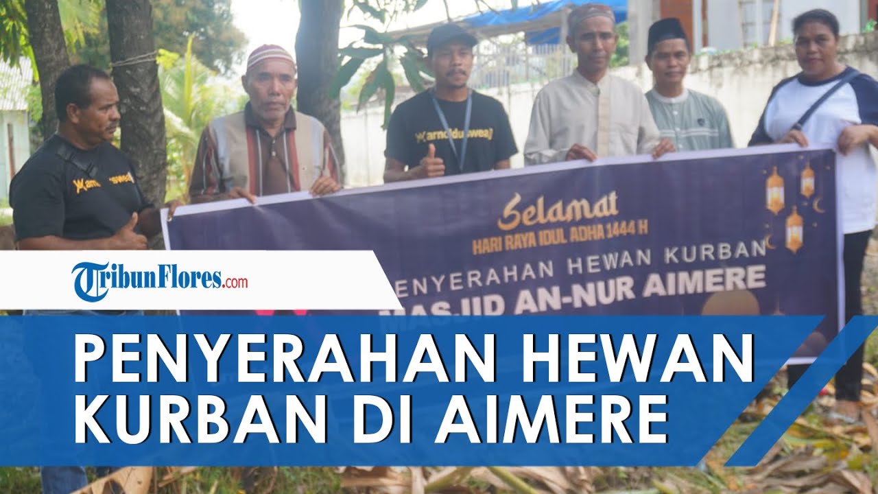 🔴NEWS UPDATE: Yayasan Arnoldus Wea Serahkan Sapi Kurban Idul Adha di Masjid Besar An Nur Aimere