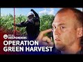 Cops Bust Major Weed Farm In Operation Green Harvest | Cops | Real Responders