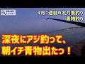 出た！青物！深夜にアジ釣って、朝イチ青物狙い。4月1週目の太刀魚釣り、青物釣り。