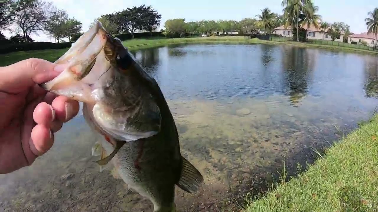 BASS AND CICHILIDS ON THE BANK. THE FISHING WAS SLOW SO I DOWNSIZED MY BAIT TO A MINI-SENKO.