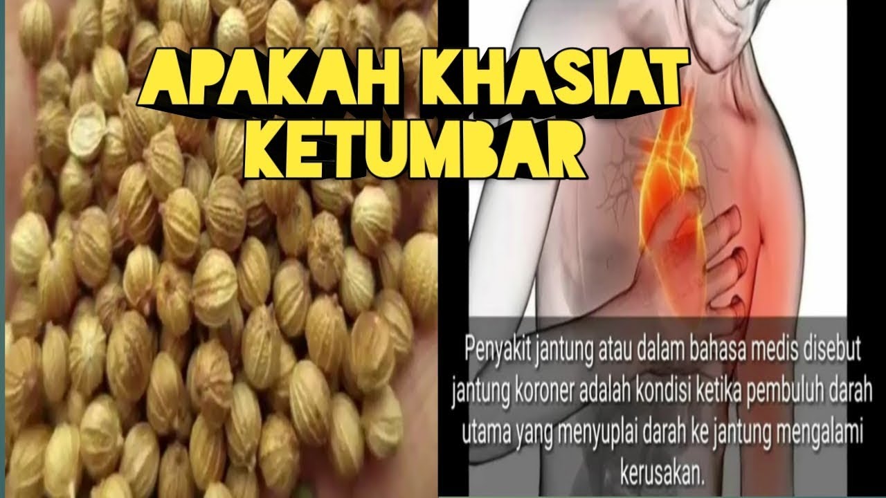 Apakah Khasiat Ketumbar ? 