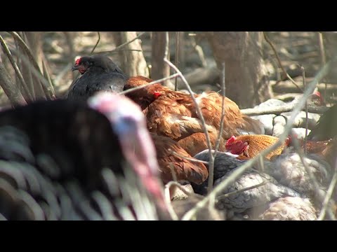 Catoosa County Government could face potential lawsuit depending on upcoming backyard hen vote