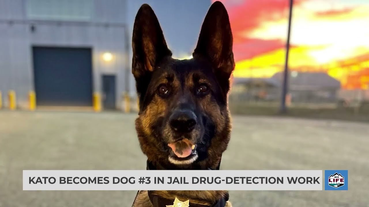 Kato becomes dog #3 in jail drug-detection work