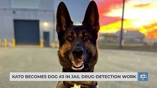 Kato becomes dog #3 in jail drug-detection work