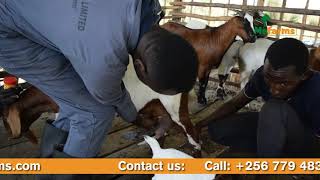 Hard udder and mastitis first aid in goats