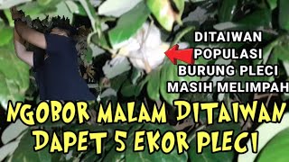 ngebolang Malam dapat 5 ekor burung PLeci Taiwan||kicauManiaTaiwan