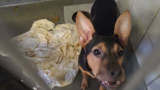 Acs A821321
