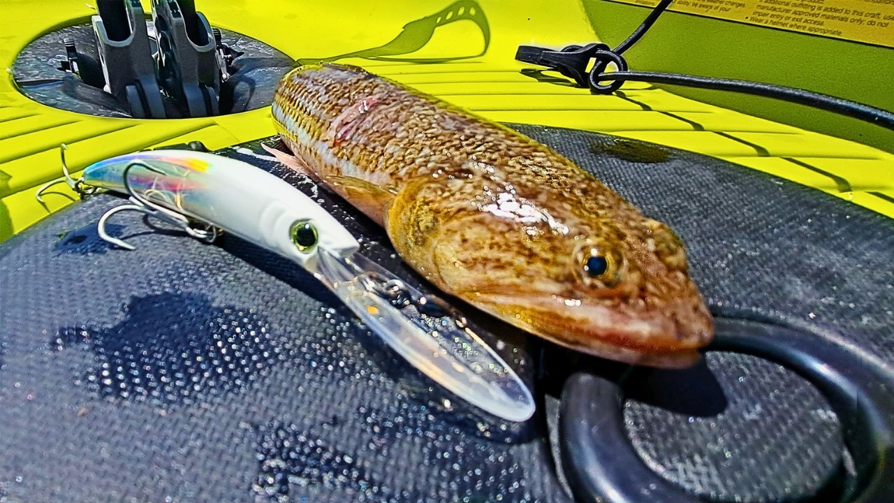 Kayak Fishing Catching a Giant LIZARD Fish!