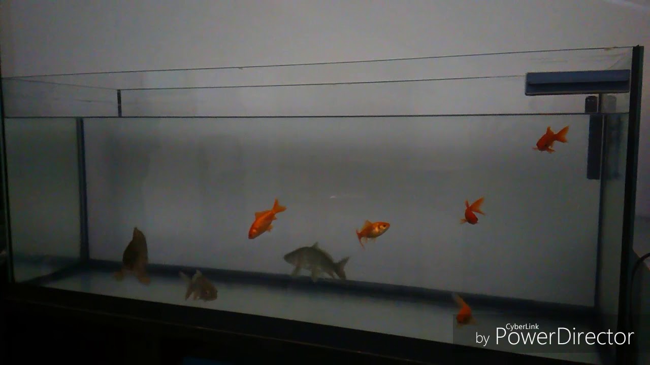 ACQUARIO 100 LT CARPE E PESCI ROSSI CRESCONO! - YouTube