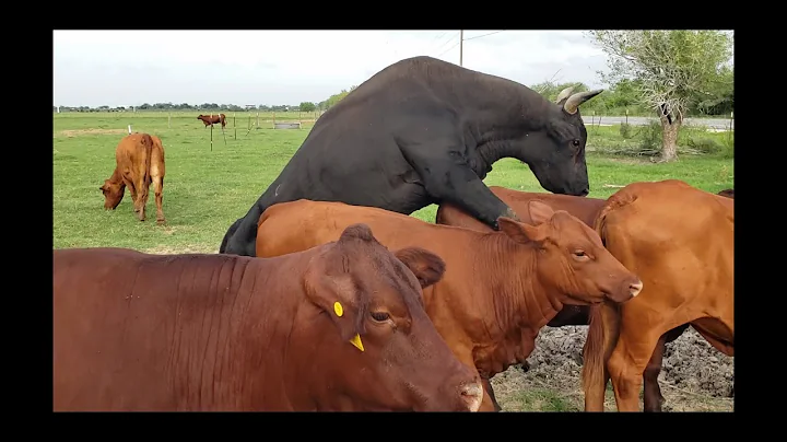 Can you breed a bull to its mother? (2023)