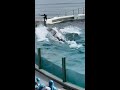 お腹を上に泳いでみると