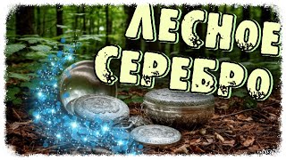 картинка: В ПОИСКАХ ЛЕСНЫХ СЕЛИЩ / ЛЕС ДАРИТ СЕРЕБРО!