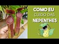 Nepenthes: como eu cuido?