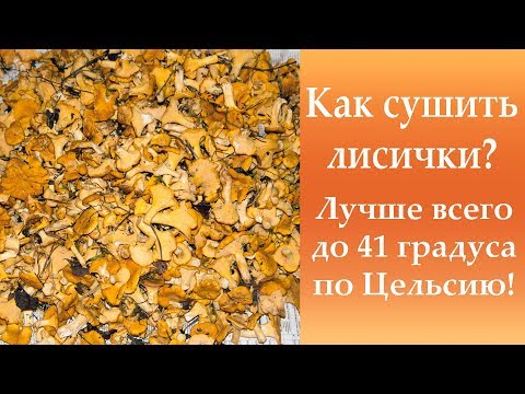 Как сушить лисички? Лучше всего до 41 градусов Цельсия.