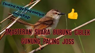 SUARA MASTERAN BURUNG CIBLEK GUNUNG JUGA SUARA PIKAT BURUNG TERBAIK