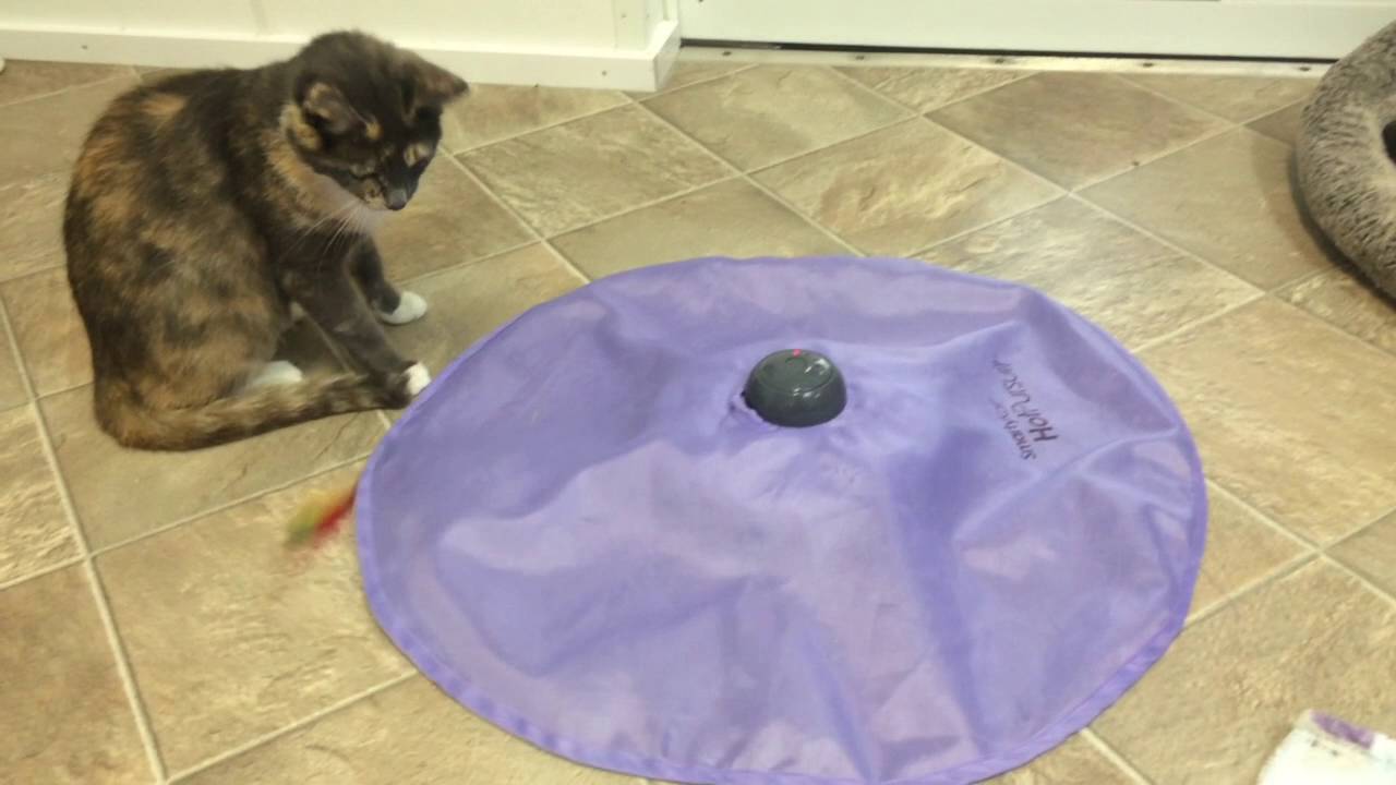 special needs animals for adoption near me Meet Caroline