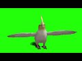 Cockatiel Brainrot