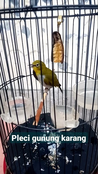 pleci gunung karang juara sped.