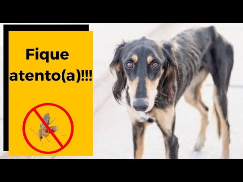 Vídeo: Esta doença afeta 85% dos cães. Seu filhote está sofrendo silenciosamente?